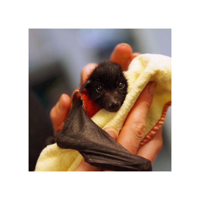  Olha pra cara desse filhote de morcego. N&amp;atilde;o &amp;eacute; encantador? 