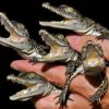Os filhotes de crocodilo já machucam, mas até que são bonitos.