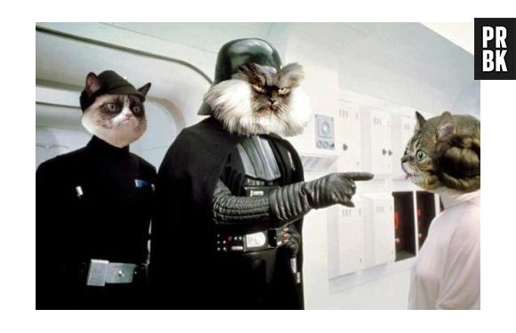 E se os personagens de "Star Wars" fossem memes de gatinhos?