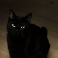 Será que gato preto dá azar? 17 motivos pra provar que todo mundo é supersticioso!