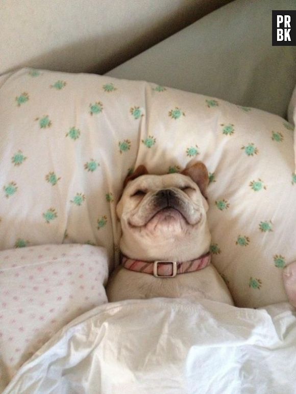 Esse cachorro parece estar super relaxado. Que inveja!