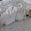 Olha como está aconchegante esse cãozinho