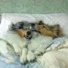 Esses dois cães estão com o sono bem pesado!