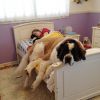 Se organizar direitinho, todo mundo consegue dormir. Até mesmo esse cachorro gigante