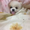 Esse cachorrou roubou o lugar do dono e ainda tirou onda