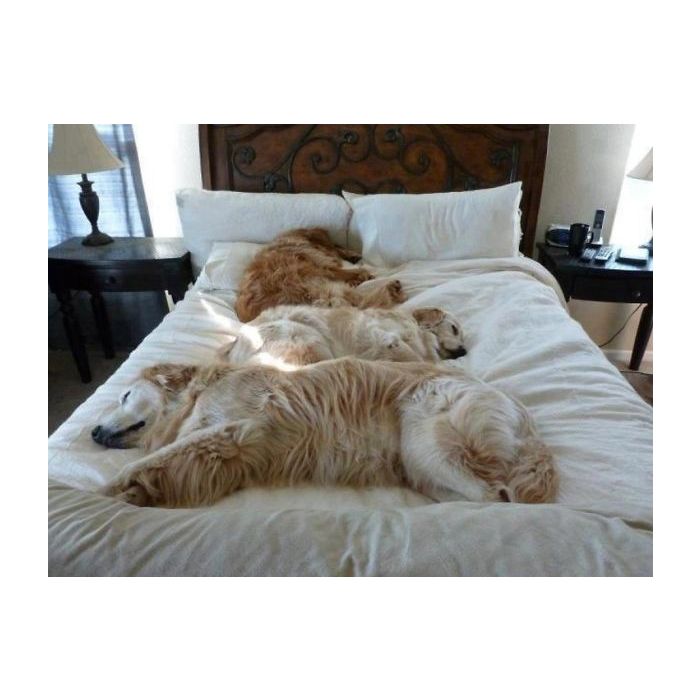  Os cachorros ocuparam a cama toda. O dono vai ter que dormir no ch&amp;atilde;o 
