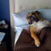 Todo confortável, esse cachorro até se cobriu