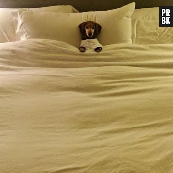 Uma cama enorme dessa pra um cachorrinho desse tamanho?