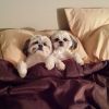 Os cãezinhos estão prontos pra soneca