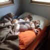 Parece que esses cachorros não pretendem levantar tão cedo...