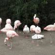 O que falar desse pato que se acha um flamingo?