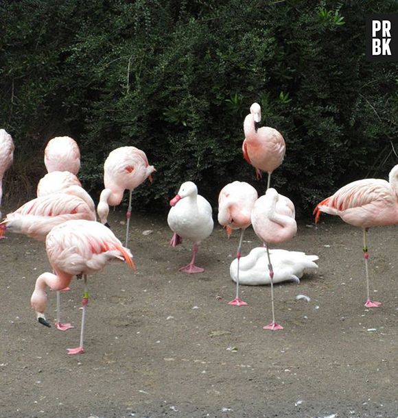 O que falar desse pato que se acha um flamingo?