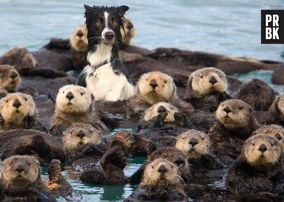 Será que esse cachorro se perdeu no meio das lontras?
