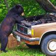 Esse urso resolveu ser mecânico por um dia