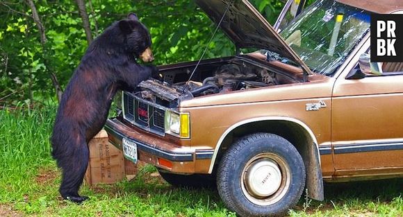 Esse urso resolveu ser mecânico por um dia