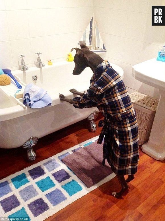 Esse cachorro acha que é gente e está pensando em tomar um banho de banheira