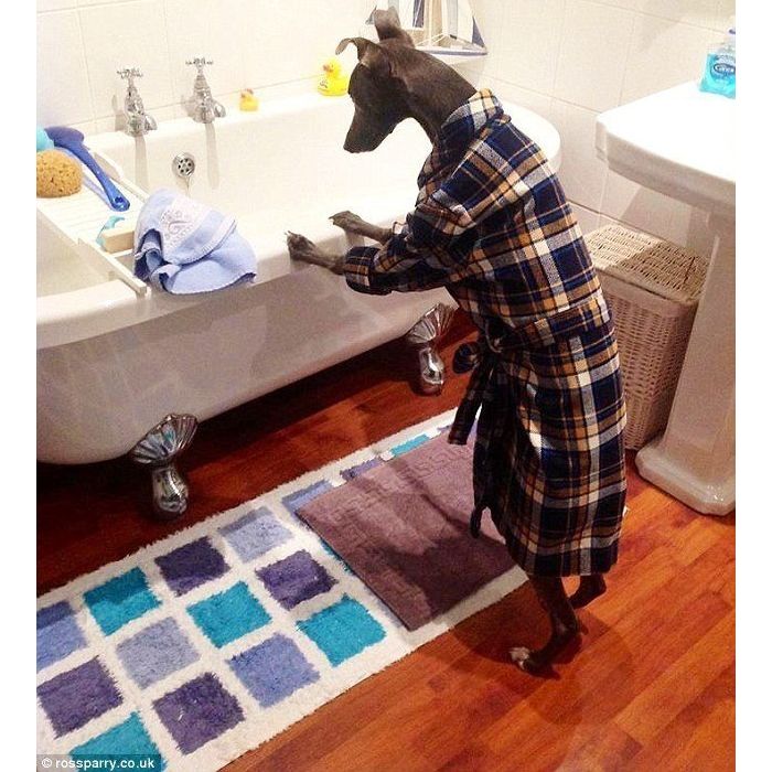 Esse cachorro acha que é gente e está pensando em tomar um banho de banheira