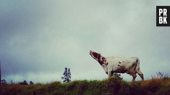 Essa vaca está mais para um lobo, não?