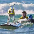 Já viu uma cabra surfista?