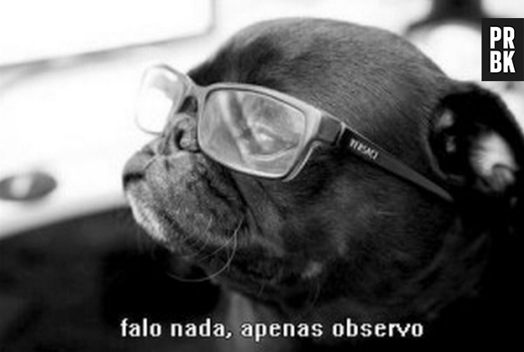 Até que esse meme para o Whatsapp é super fofinho!