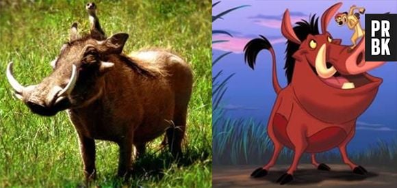 Timão e Pumba da vida real