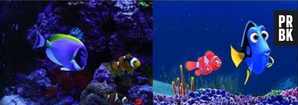 Nemo e Dory também existem na vida real!