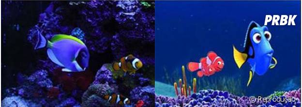 Nemo e Dory também existem na vida real!