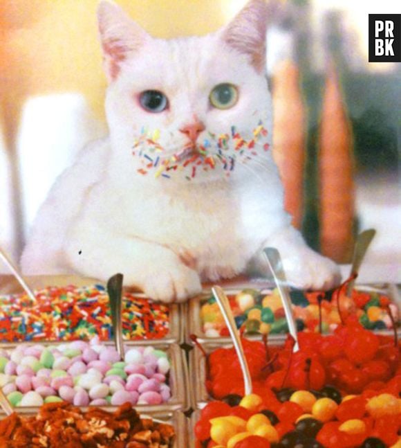 Gatos não sentem gosto de doces!