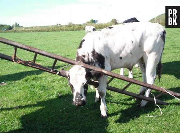 Vacas e escadas não combinam!