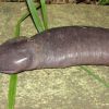 Atretochoana eiselti, a famosa "cobra cega", na verdade é um anfíbio