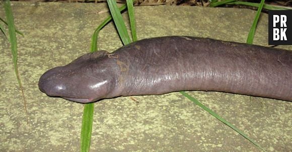 Atretochoana eiselti, a famosa "cobra cega", na verdade é um anfíbio