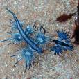 O Dragão Azul (Glaucus atlanticus) é uma lesma do mar da Austrália e alguns lugares da África