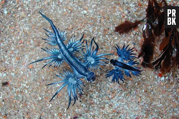 O Dragão Azul (Glaucus atlanticus) é uma lesma do mar da Austrália e alguns lugares da África