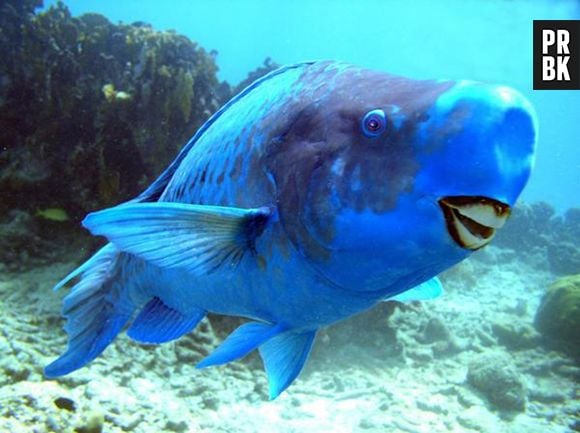 Exemplo de Bodião Azul, ou Peixe-papagaio