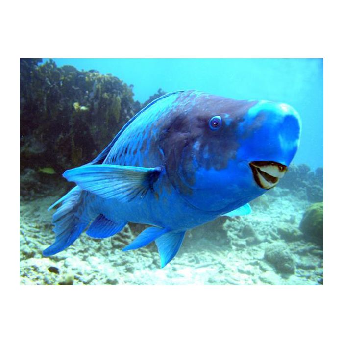 Exemplo de Bodião Azul, ou Peixe-papagaio
