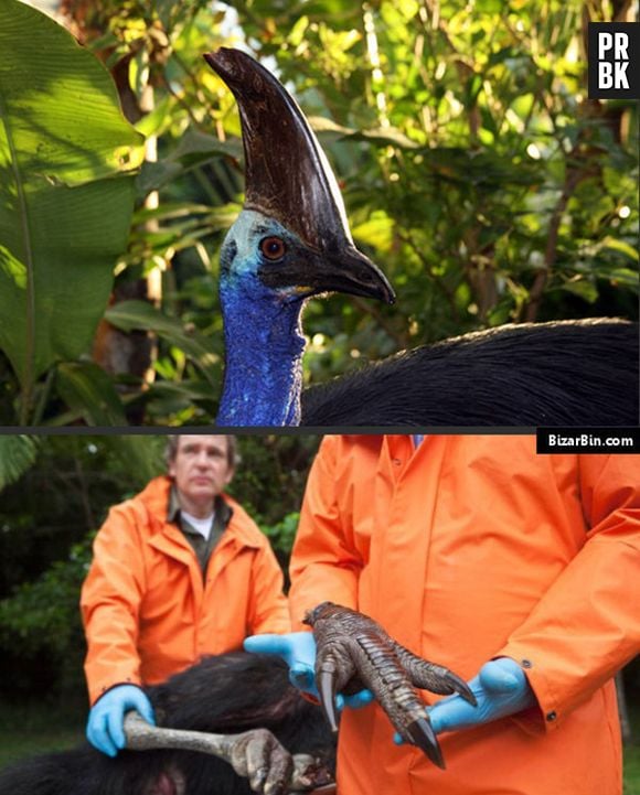 A ave Casuar é conhecida como o Velociraptor Australiano