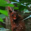 O Sunda Colugo é um mamífero que vive principalmente no Sudeste Asiático