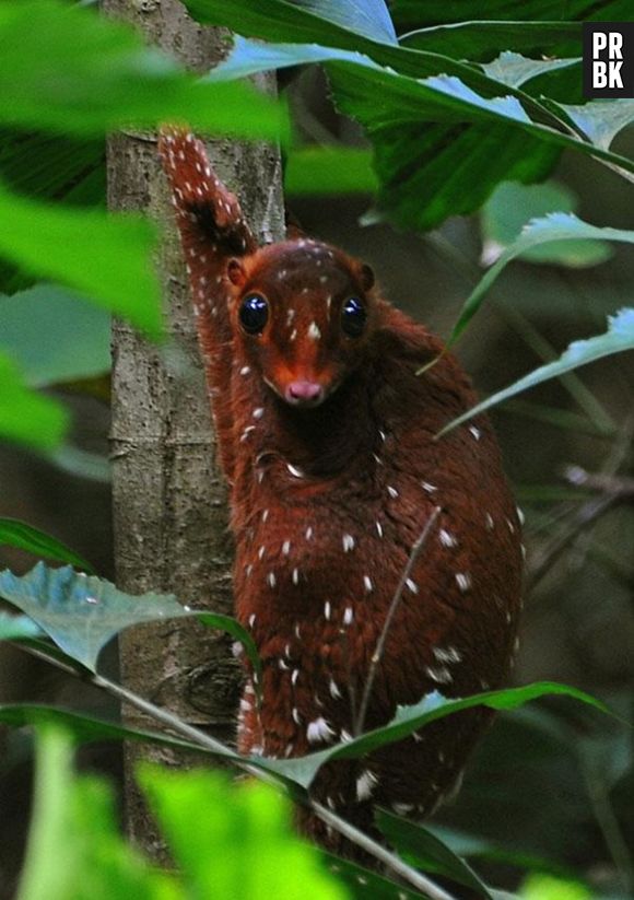 O Sunda Colugo é um mamífero que vive principalmente no Sudeste Asiático