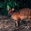 O Duiker-listrado é uma mistura de antílope com zebra