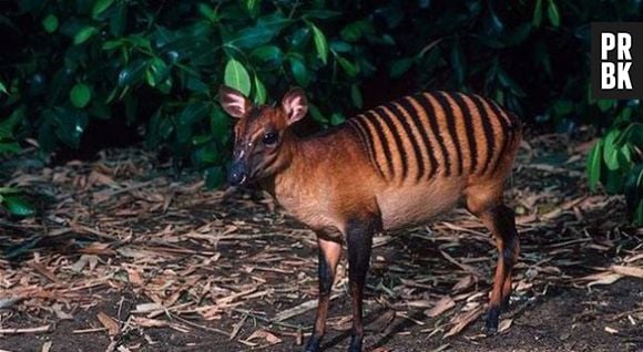 O Duiker-listrado é uma mistura de antílope com zebra