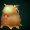 O Grimpoteuthis recebe o apelido carinhoso de "Polvo Dumbo" por causa de suas "orelhas"