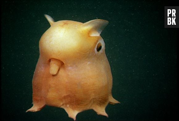 O Grimpoteuthis recebe o apelido carinhoso de "Polvo Dumbo" por causa de suas "orelhas"