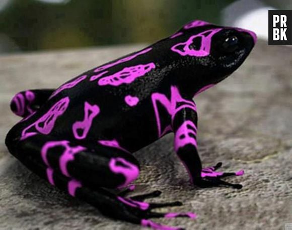 Não se engane pela aparência: o que o Sapo Arlequim tem de bonito, ele tem de letal.