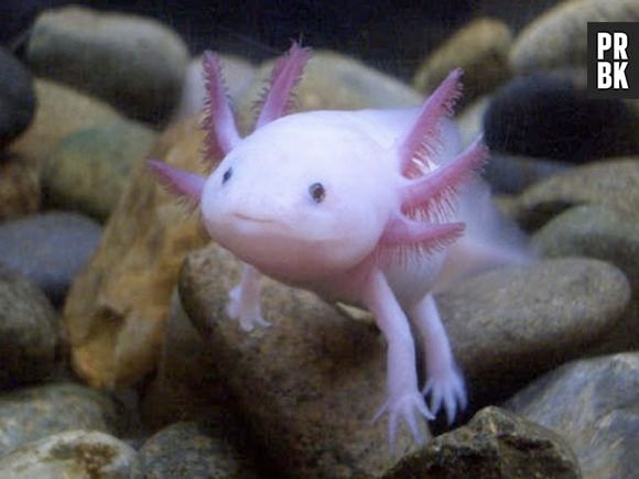 O Ambystoma mexicanum parece até um Pokemón!