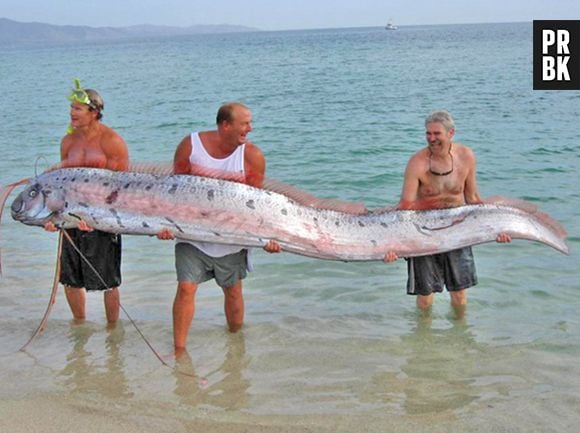 O Regaleco ou peixe-remo é um dos peixes mais compridos que existem!