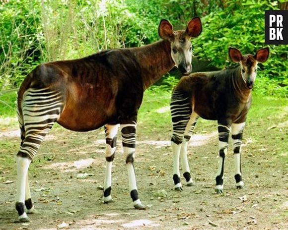 O Ocapi é o único parente restante das Girafas!