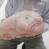 Já viu algum peixe mais feio que o Blobfish?