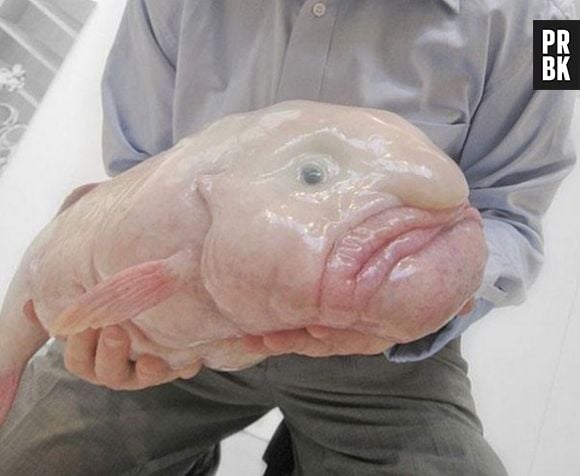 Já viu algum peixe mais feio que o Blobfish?