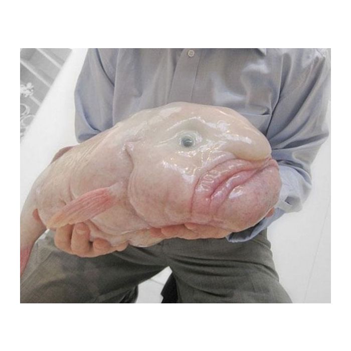 Já viu algum peixe mais feio que o  Blobfish? 