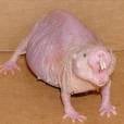 Se você acha ratos feios é porque não conhece o  rato  -  toupeira  -  pelado... 